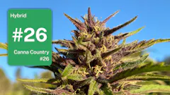 Canna Country #26 plant image