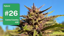 Canna Country #26 in Southern Humboldt: The Ocimene Queen of Canna Country Farms image