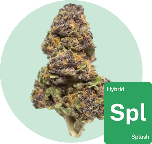 Splash cannabis bud with strain tile