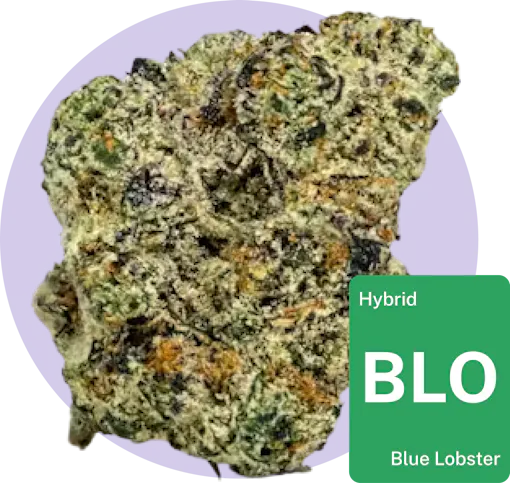 Blue Lobster cannabis bud with strain tile