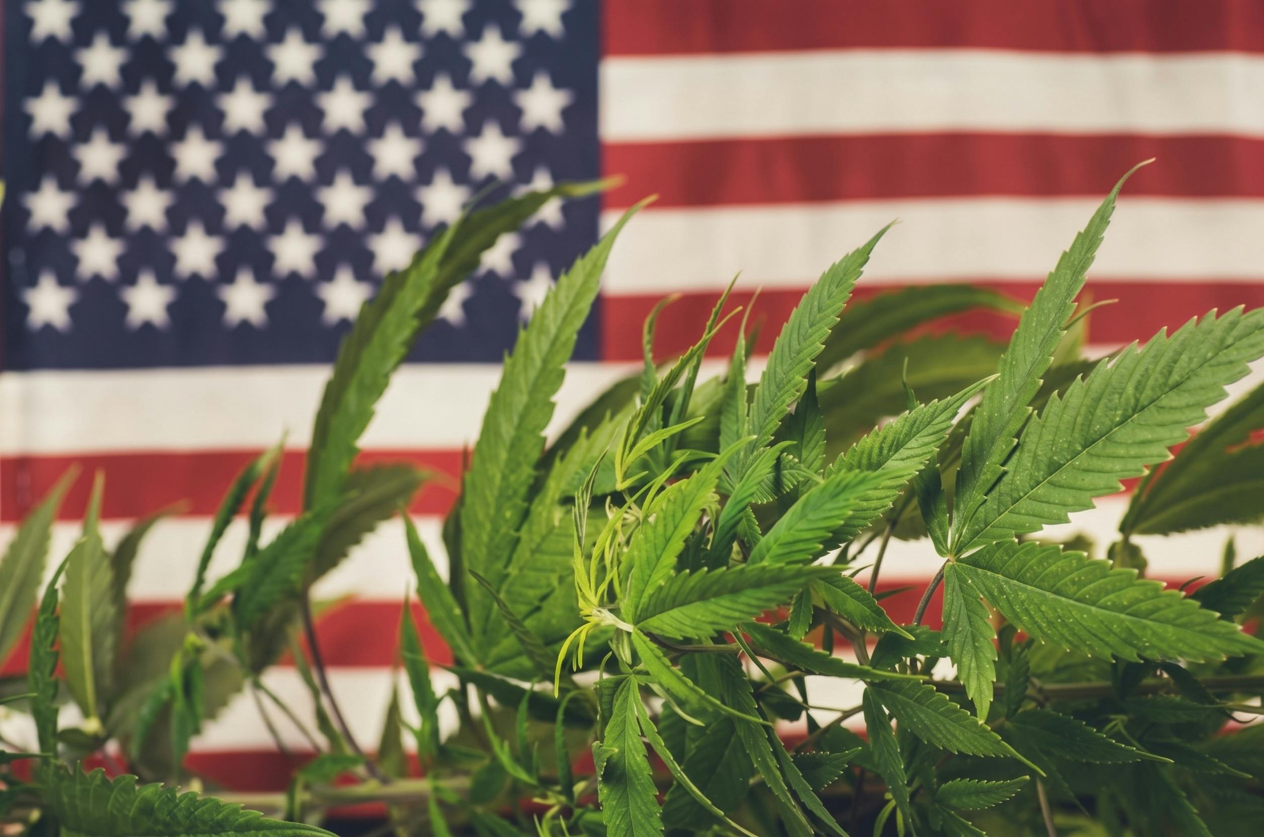 Cannabis voter guide to the 2026 midterm elections image