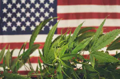 American flag and cannabis plants