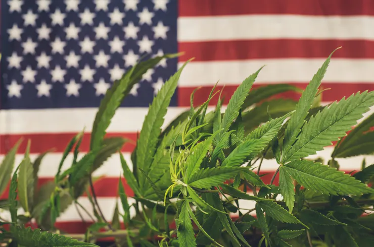 American flag and cannabis plants
