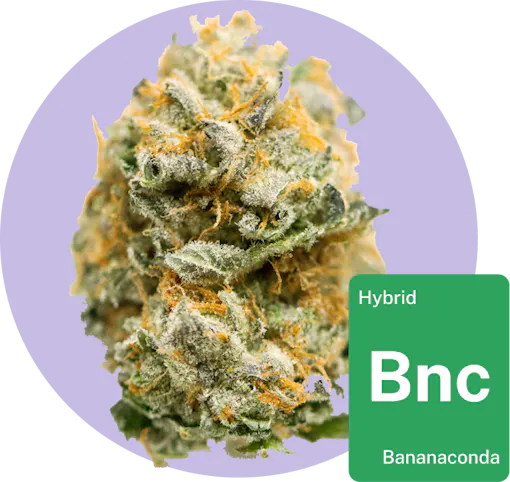 Bananaconda cannabis bud with strain tile