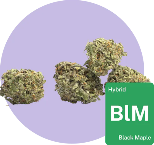 Black Maple cannabis bud with strain tile