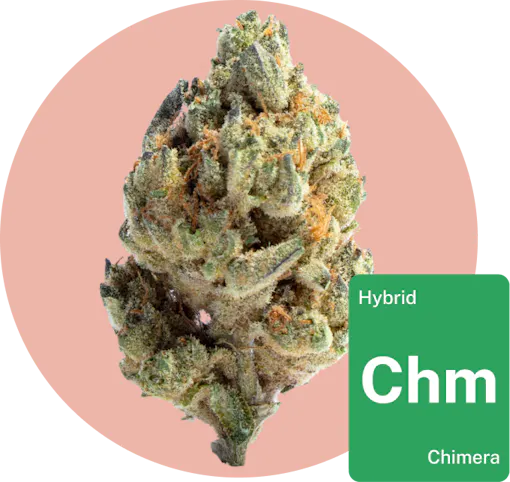 Chimera cannabis bud with strain tile