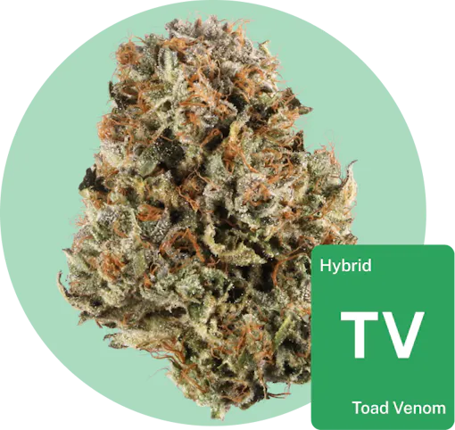 Toad Venom cannabis bud with strain tile